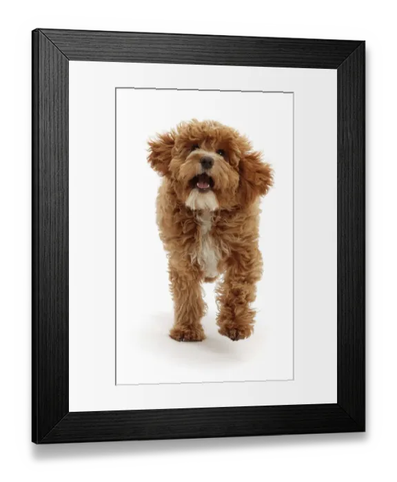 Framed Print : Cockapoo puppy, aged 18 weeks, running, portrait Framed Print : Cockapoo puppy, aged 18 weeks, running, portrait