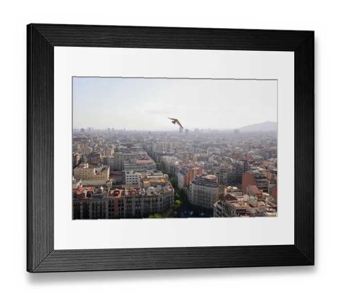Framed Print : Peregrine falcon (Falco peregrinus) in flight over city, Barcelona, Spain. April Framed Print : Peregrine falcon (Falco peregrinus) in flight over city, Barcelona, Spain. April