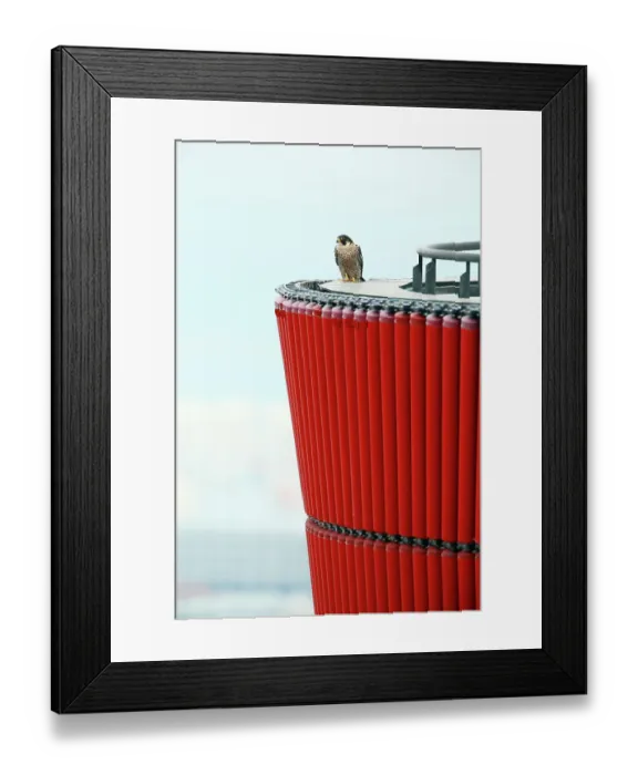 Framed Print : Peragrine falcon (Falco peregrinus) female, perched on top of Hotel Porta Fira skyscraper, L'Hospitalet de Llobregat, Catalonia, Spain. April Framed Print : Peragrine falcon (Falco peregrinus) female, perched on top of Hotel Porta Fira skyscraper, L'Hospitalet de Llobregat, Catalonia, Spain. April