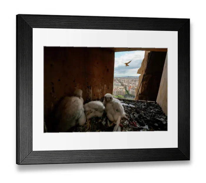 Framed Print : Peregrine falcon (Falco peregrinus) female, flying towards nest box with three chicks, aged 18 days, inside, Sagrada Familia Basilica, Catalonia, Spain. May Framed Print : Peregrine falcon (Falco peregrinus) female, flying towards nest box with three chicks, aged 18 days, inside, Sagrada Familia Basilica, Catalonia, Spain. May