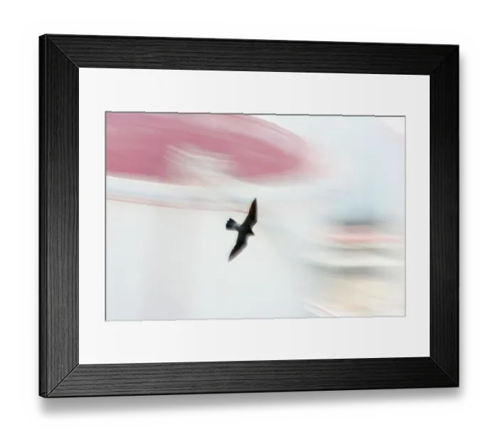 Framed Print : Peregrine falcon (Falco peregrinus) in flight, Port of Barcelona, Catalonia, Spain. April Framed Print : Peregrine falcon (Falco peregrinus) in flight, Port of Barcelona, Catalonia, Spain. April