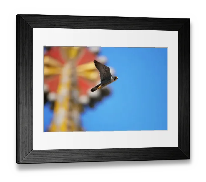 Framed Print : Peregrine falcon (Falco peregrinus) male, in flight, with mosaic tower of Sagrada Familia Basilica in background, Barcelona, Spain. April Framed Print : Peregrine falcon (Falco peregrinus) male, in flight, with mosaic tower of Sagrada Familia Basilica in background, Barcelona, Spain. April