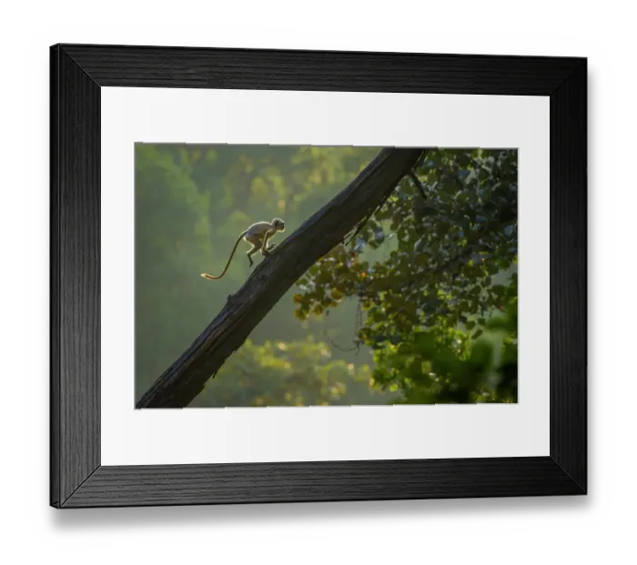 Framed Print : Hanuman langur (Presbytis entellus) juvenile, running up tree trunk, Bandhavgarh National Park, India Framed Print : Hanuman langur (Presbytis entellus) juvenile, running up tree trunk, Bandhavgarh National Park, India