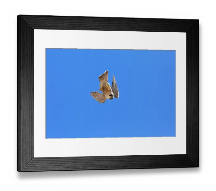 Framed Print : Peregrine falcon (Falco peregrinus) female, diving, Sagrada Familia Basilica, Barcelona, Spain. May Framed Print : Peregrine falcon (Falco peregrinus) female, diving, Sagrada Familia Basilica, Barcelona, Spain. May