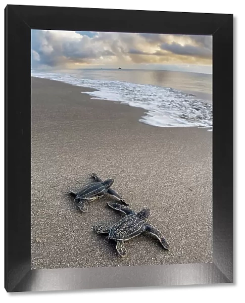 Two Leatherback turtle (Dermochelys coriacea) hatchlings moving across beach towards sea after leaving nest, Grande Riviere, Trinidad Island, Trinidad & Tobago, Caribbean Sea