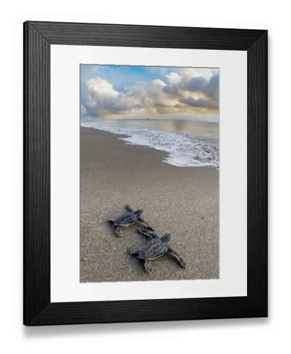 Framed Print : Two Leatherback turtle (Dermochelys coriacea) hatchlings moving across beach towards sea after leaving nest, Grande Riviere, Trinidad Island, Trinidad & Tobago, Caribbean Sea Framed Print : Two Leatherback turtle (Dermochelys coriacea) hatchlings moving across beach towards sea after leaving nest, Grande Riviere, Trinidad Island, Trinidad & Tobago, Caribbean Sea