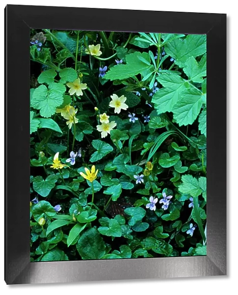 Common violet {Viola riviniana} with Celandines and Primroses, UK