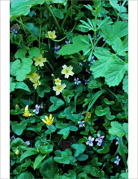 Common violet {Viola riviniana} with Celandines and Primroses, UK