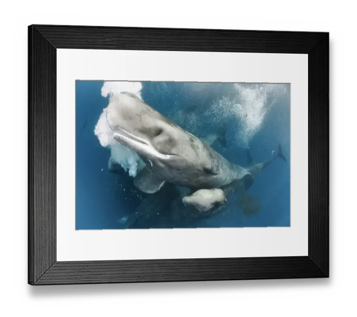 Framed Print : Sperm whales (Physeter macrocephalus) large group gathering together, rubbing together to shed skin, interacting and defecating. Indian Ocean, March