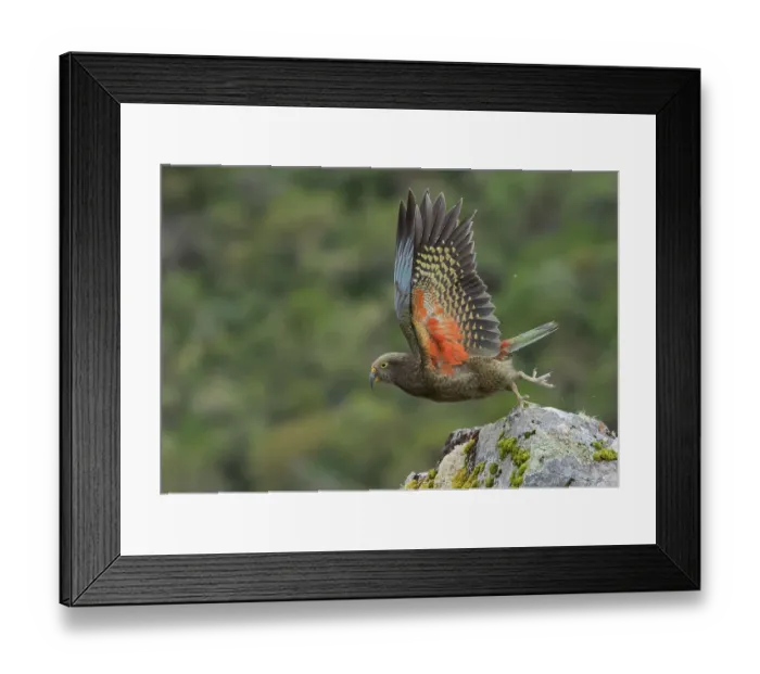 Framed Print : Kea (Nestor notabilis) juvenile, taking flight off rock, Arthur's Pass National Park, South Island, New Zealand Framed Print : Kea (Nestor notabilis) juvenile, taking flight off rock, Arthur's Pass National Park, South Island, New Zealand