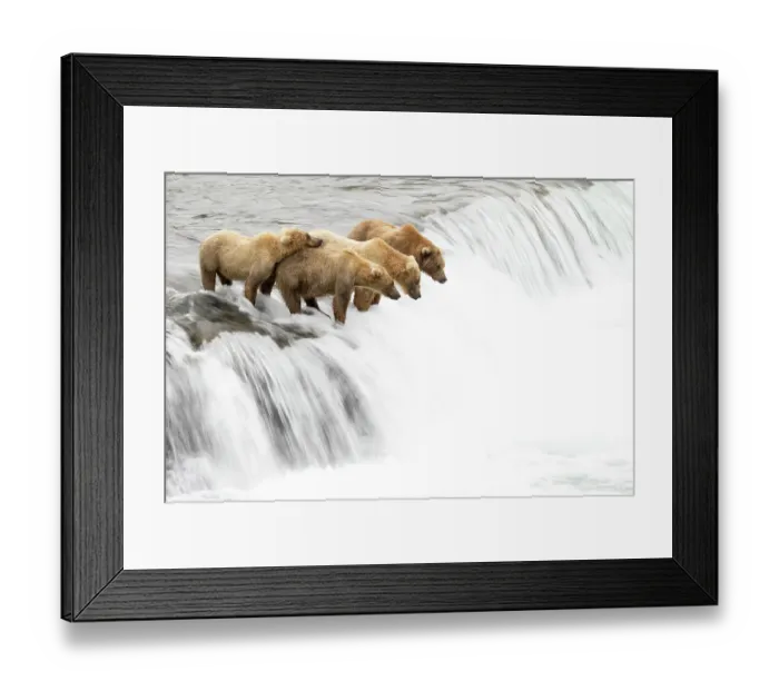 Framed Print : Grizzly bears (Ursus arctos) on a waterfall, waiting for leaping Salmon, Brooks Falls, Katmai National Park, Alaska, USA. July Framed Print : Grizzly bears (Ursus arctos) on a waterfall, waiting for leaping Salmon, Brooks Falls, Katmai National Park, Alaska, USA. July
