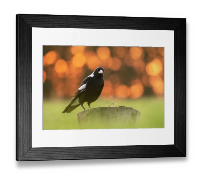 Framed Print : Australian magpie (Gymnorhina tibicen) male perched on stump, bokeh effect, Canterbury, South Island, New Zealand Framed Print : Australian magpie (Gymnorhina tibicen) male perched on stump, bokeh effect, Canterbury, South Island, New Zealand