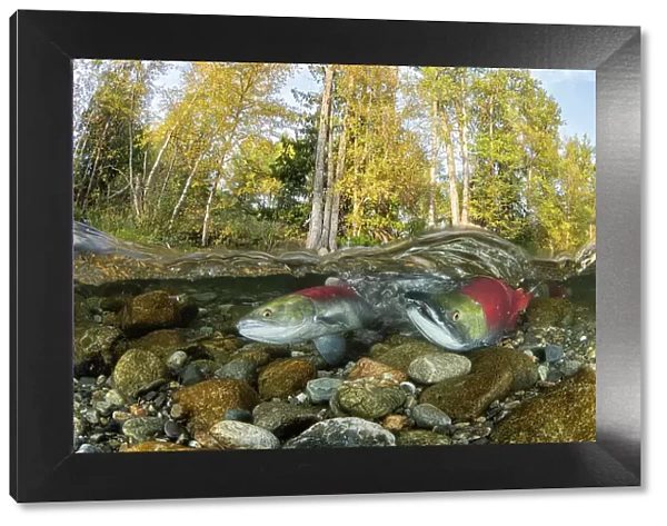 Two Sockeye  /  Red Salmon (Oncorhynchus nerka), female digging riverbed to lay eggs on spawning ground. Trees showing autumnal colours, Adams river, British Columbia, Canada. October