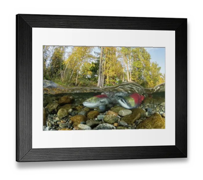 Framed Print : Two Sockeye / Red Salmon (Oncorhynchus nerka), female digging riverbed to lay eggs on spawning ground. Trees showing autumnal colours, Adams river, British Columbia, Canada. October Framed Print : Two Sockeye / Red Salmon (Oncorhynchus nerka), female digging riverbed to lay eggs on spawning ground. Trees showing autumnal colours, Adams river, British Columbia, Canada. October