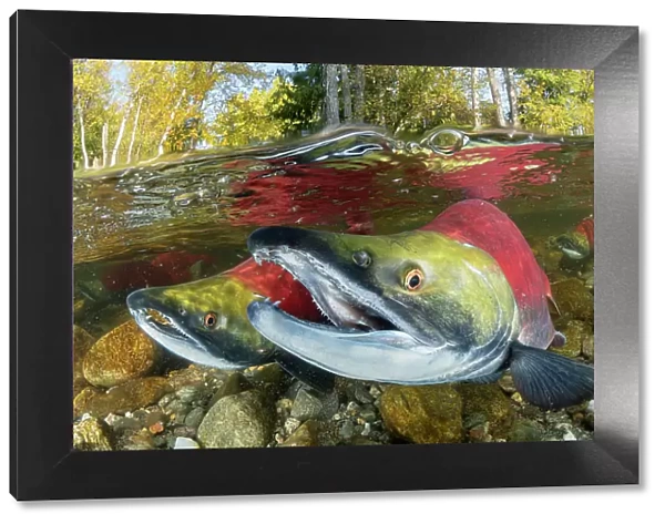 Three Sockeye salmon /  Red salmon (Oncorhynchus nerka) swimming upstream as they migrate back to the river of their birth to spawn. Trees showing autumnal colours, Adams river, British Columbia, Canada. October