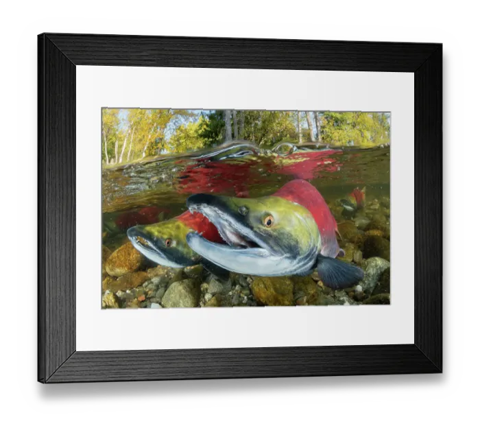 Framed Print : Three Sockeye salmon / Red salmon (Oncorhynchus nerka) swimming upstream as they migrate back to the river of their birth to spawn. Trees showing autumnal colours, Adams river, British Columbia, Canada. October Framed Print : Three Sockeye salmon / Red salmon (Oncorhynchus nerka) swimming upstream as they migrate back to the river of their birth to spawn. Trees showing autumnal colours, Adams river, British Columbia, Canada. October