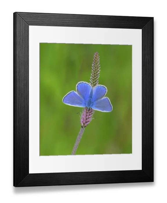 Framed Print : European common blue (Polyommatus icarus) male resting on a flower, Estonia, June Framed Print : European common blue (Polyommatus icarus) male resting on a flower, Estonia, June
