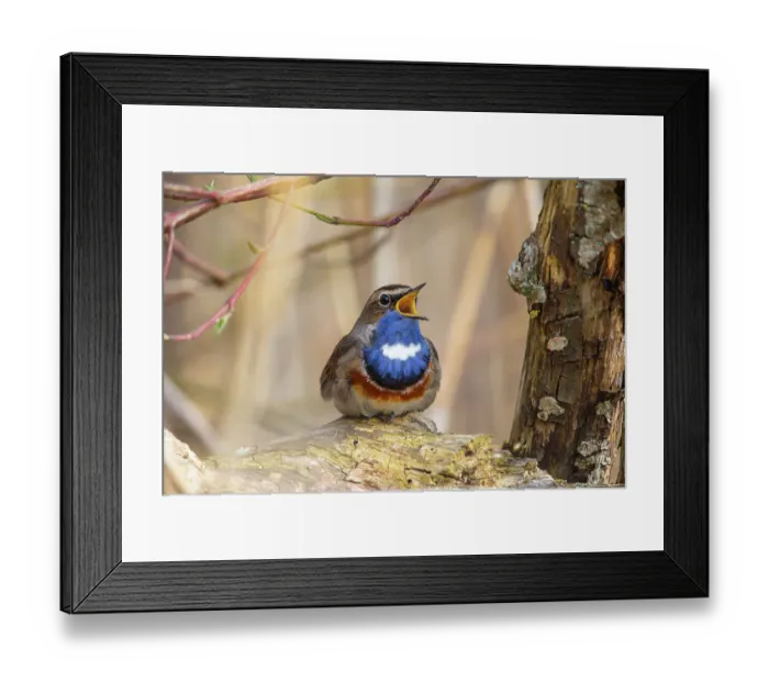 Framed Print : Bluethroat (Luscinia svecica cyanecula) male, singing as a courtship display, Germany Framed Print : Bluethroat (Luscinia svecica cyanecula) male, singing as a courtship display, Germany