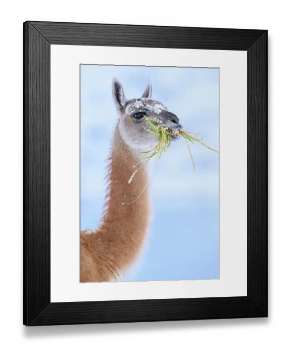 Framed Print : Guanaco (Lama guanicoe) chewing grass, head portrait, Torres del Paine National Park, Patagonia, Chile Framed Print : Guanaco (Lama guanicoe) chewing grass, head portrait, Torres del Paine National Park, Patagonia, Chile
