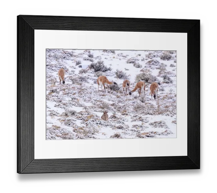 Framed Print : Puma (Puma concolor) female, stalking Guanaco (Lama guanicoe) herd in snow, Torres del Paine National Park / Estancia Laguna Armarga, Patagonia, Chile Framed Print : Puma (Puma concolor) female, stalking Guanaco (Lama guanicoe) herd in snow, Torres del Paine National Park / Estancia Laguna Armarga, Patagonia, Chile