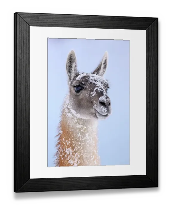 Framed Print : Guanaco (Lama guanicoe) dusted in snow, head portrait, Torres del Paine National Park, Patagonia, Chile Framed Print : Guanaco (Lama guanicoe) dusted in snow, head portrait, Torres del Paine National Park, Patagonia, Chile