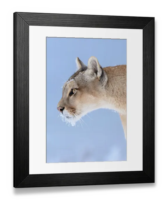 Framed Print : Puma (Puma concolor) female, with frozen whiskers, head portrait, Torres del Paine National Park / Estancia Laguna Armarga, Patagonia, Chile Framed Print : Puma (Puma concolor) female, with frozen whiskers, head portrait, Torres del Paine National Park / Estancia Laguna Armarga, Patagonia, Chile