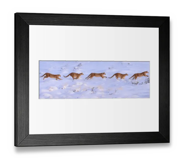 Framed Print : Puma (Puma concolor) female, running sequence in deep snow, Torres del Paine National Park / Estancia Laguna Armarga, Patagonia, Chile. Composite of five separate images Framed Print : Puma (Puma concolor) female, running sequence in deep snow, Torres del Paine National Park / Estancia Laguna Armarga, Patagonia, Chile. Composite of five separate images