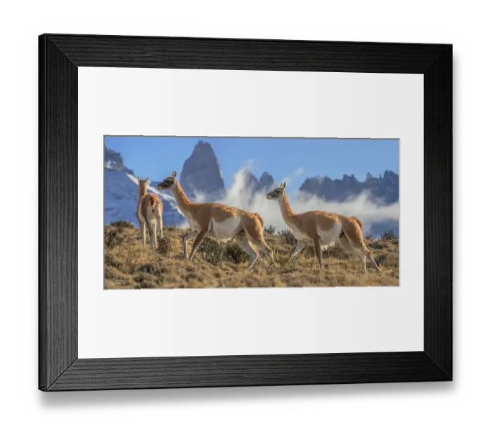 Framed Print : Three Guanacos (Lama guanicoe) running over hillside in front of the Towers granite rock formation and low cloud, Torres del Paine National Park, Patagonia, Chile Framed Print : Three Guanacos (Lama guanicoe) running over hillside in front of the Towers granite rock formation and low cloud, Torres del Paine National Park, Patagonia, Chile