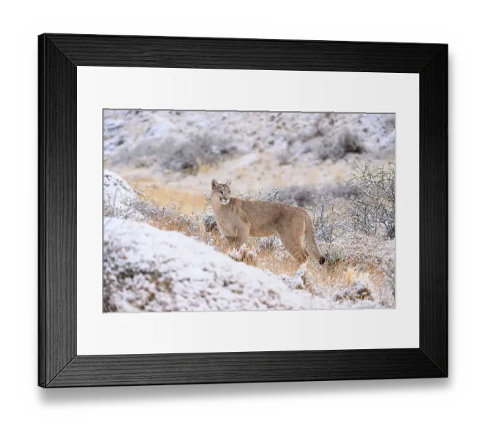 Framed Print : Puma (Puma concolor) female, on snowy hillside, Torres del Paine National Park  /  Estancia Laguna Armarga, Patagonia, Chile