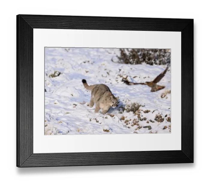 Framed Print : Puma (Puma concolor) cub, aged nine months, chasing scavenging White-throated Caracaras (Phalcoboenus albogularis), Torres del Paine National Park  /  Estancia Laguna Armarga, Patagonia, Chile