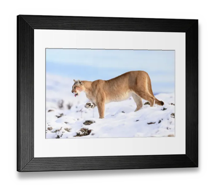 Framed Print : Puma (Puma concolor) female, cleaning paw of compacted snow, Torres del Paine National Park / Estancia Laguna Armarga, Patagonia, Chile Framed Print : Puma (Puma concolor) female, cleaning paw of compacted snow, Torres del Paine National Park / Estancia Laguna Armarga, Patagonia, Chile