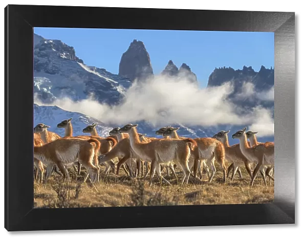 Guanaco (Lama guanicoe) herd with the Towers granite rock formation and low cloud in background, Torres del Paine National Park, Patagonia, Chile
