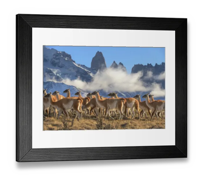 Framed Print : Guanaco (Lama guanicoe) herd with the Towers granite rock formation and low cloud in background, Torres del Paine National Park, Patagonia, Chile Framed Print : Guanaco (Lama guanicoe) herd with the Towers granite rock formation and low cloud in background, Torres del Paine National Park, Patagonia, Chile