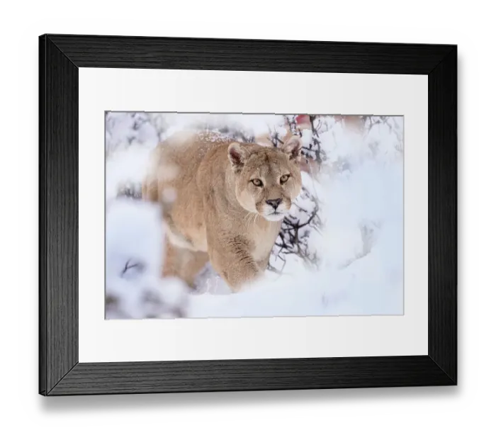 Framed Print : Puma (Puma concolor) male, walking through snow covered bushes, Torres del Paine National Park / Estancia Laguna Armarga, Patagonia, Chile Framed Print : Puma (Puma concolor) male, walking through snow covered bushes, Torres del Paine National Park / Estancia Laguna Armarga, Patagonia, Chile