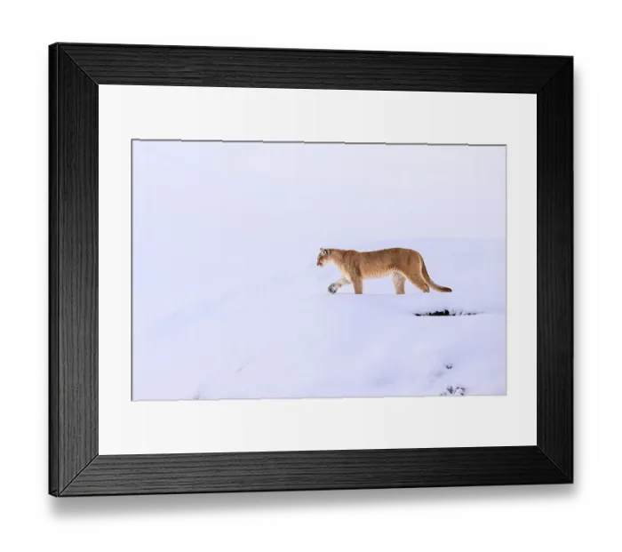 Framed Print : Puma (Puma concolor) female, walking in deep snow, Torres del Paine National Park / Estancia Laguna Armarga, Patagonia, Chile Framed Print : Puma (Puma concolor) female, walking in deep snow, Torres del Paine National Park / Estancia Laguna Armarga, Patagonia, Chile