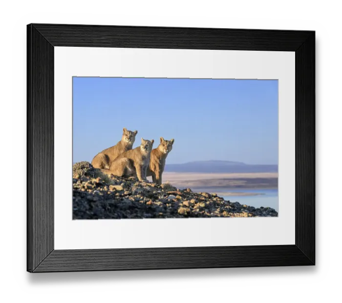 Framed Print : Puma (Puma concolor) female, with two cubs, aged six months, sitting on on rocky outcrop overlooking Lake Sarmiento, Torres del Paine National Park / Estancia Laguna Armarga, Patagonia, Chile Framed Print : Puma (Puma concolor) female, with two cubs, aged six months, sitting on on rocky outcrop overlooking Lake Sarmiento, Torres del Paine National Park / Estancia Laguna Armarga, Patagonia, Chile