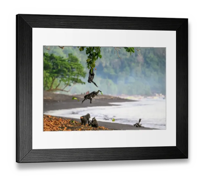 Framed Print : Four Sulawesi black macaques / Celebes crested macaques (Macaca nigra) juveniles on black sand beach, two grooming and two leaping and hanging from tree branch overhead, Tangkoko National Park, northern Sulawesi, Indonesia. Critically endangered Framed Print : Four Sulawesi black macaques / Celebes crested macaques (Macaca nigra) juveniles on black sand beach, two grooming and two leaping and hanging from tree branch overhead, Tangkoko National Park, northern Sulawesi, Indonesia. Critically endangered