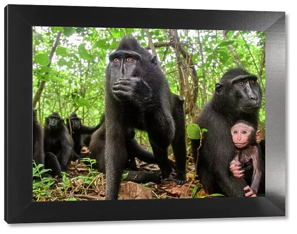Sulawesi black macaque  /  Celebes crested macaque (Macaca nigra) troop in forest, female with infant, Tangkoko National Park, northern Sulawesi, Indonesia. Critically endangered