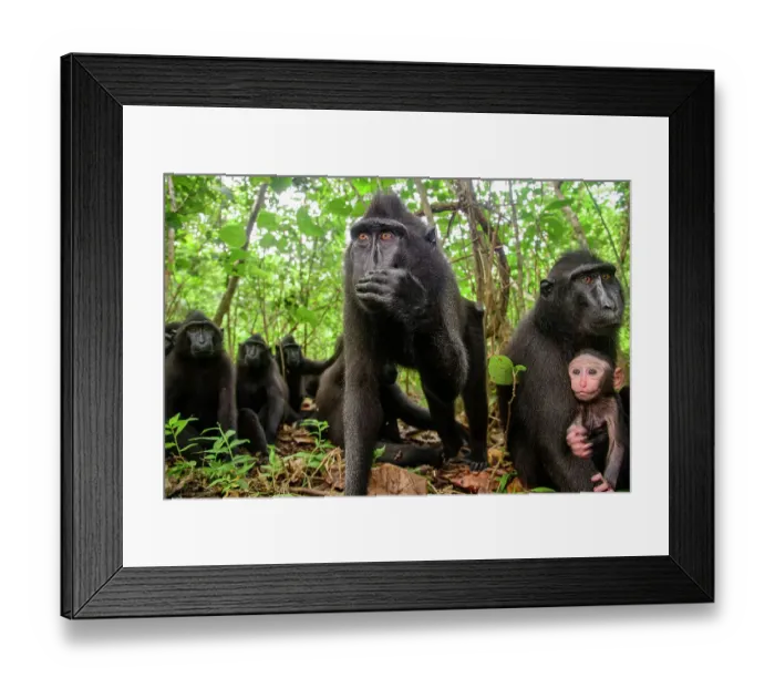 Framed Print : Sulawesi black macaque / Celebes crested macaque (Macaca nigra) troop in forest, female with infant, Tangkoko National Park, northern Sulawesi, Indonesia. Critically endangered Framed Print : Sulawesi black macaque / Celebes crested macaque (Macaca nigra) troop in forest, female with infant, Tangkoko National Park, northern Sulawesi, Indonesia. Critically endangered