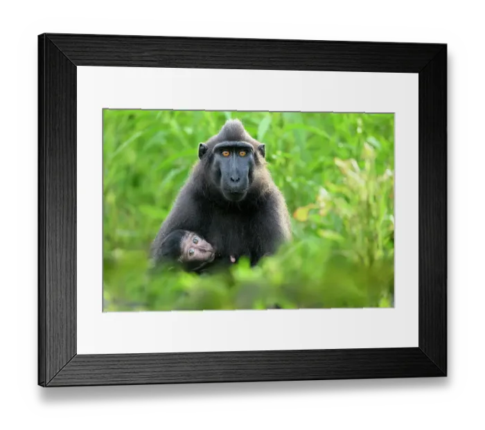 Framed Print : Sulawesi black macaque / Celebes crested macaque (Macaca nigra) female, suckling infant in beach side vegetation, Tangkoko National Park, northern Sulawesi, Indonesia. Critically endangered Framed Print : Sulawesi black macaque / Celebes crested macaque (Macaca nigra) female, suckling infant in beach side vegetation, Tangkoko National Park, northern Sulawesi, Indonesia. Critically endangered