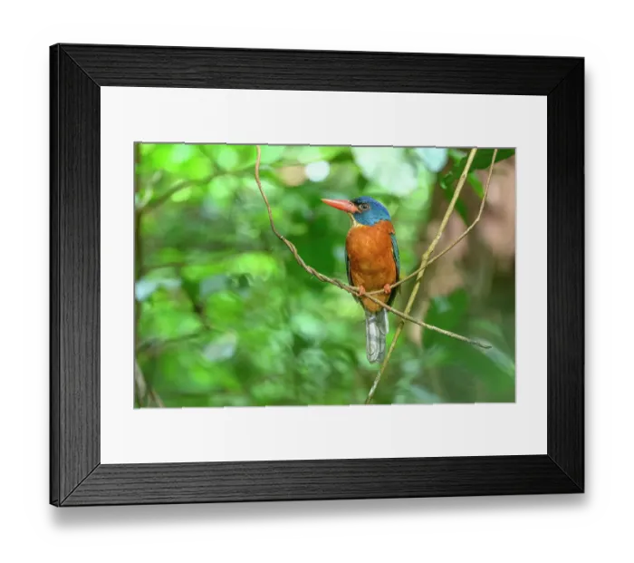 Framed Print : Green-backed kingfisher (Actenoides monachus) male, perched on vine in forest understorey, Tangkoko National Park, northern Sulawesi, Indonesia Framed Print : Green-backed kingfisher (Actenoides monachus) male, perched on vine in forest understorey, Tangkoko National Park, northern Sulawesi, Indonesia