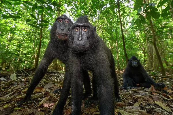 Two Sulawesi black macaques  /  Celebes crested macaques (Macaca nigra) juveniles, in woodland, portrait, Tangkoko National Park, northern Sulawesi, Indonesia. Critically endangered