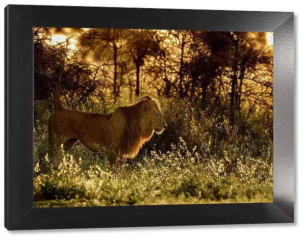 Lion (Panthera leo) male, scent marking its territory at dawn, Ngorongoro Conservation Area  /  Serengeti National Park boundary, northern Tanzania