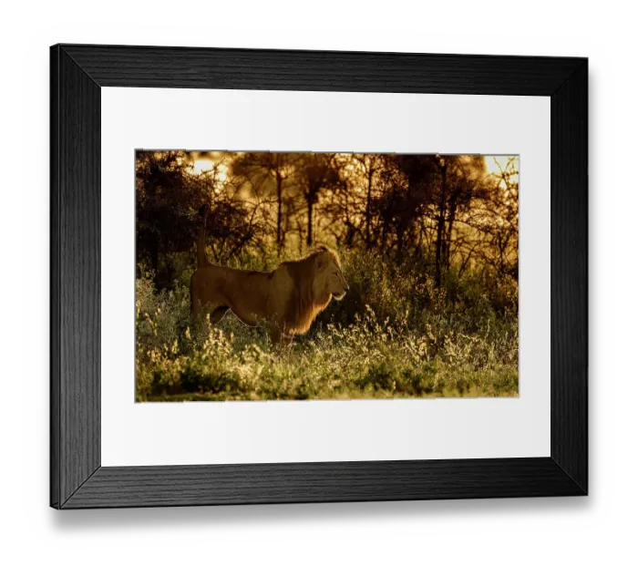 Framed Print : Lion (Panthera leo) male, scent marking its territory at dawn, Ngorongoro Conservation Area / Serengeti National Park boundary, northern Tanzania Framed Print : Lion (Panthera leo) male, scent marking its territory at dawn, Ngorongoro Conservation Area / Serengeti National Park boundary, northern Tanzania