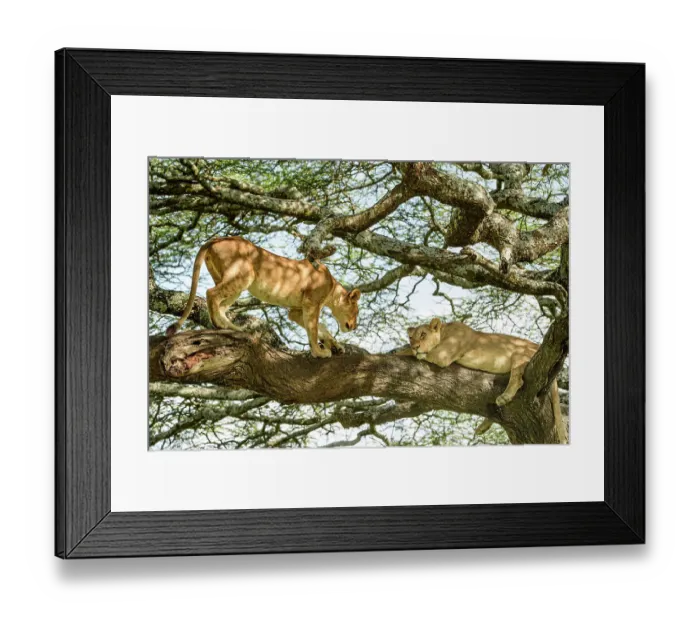 Framed Print : Lion (Panthera leo) female, resting in tree during middle of day to escape the heat with juvenile male Lion approaching, near Ndutu, Ngorongoro Conservation Area  /  Serengeti National Park border, Tanzania