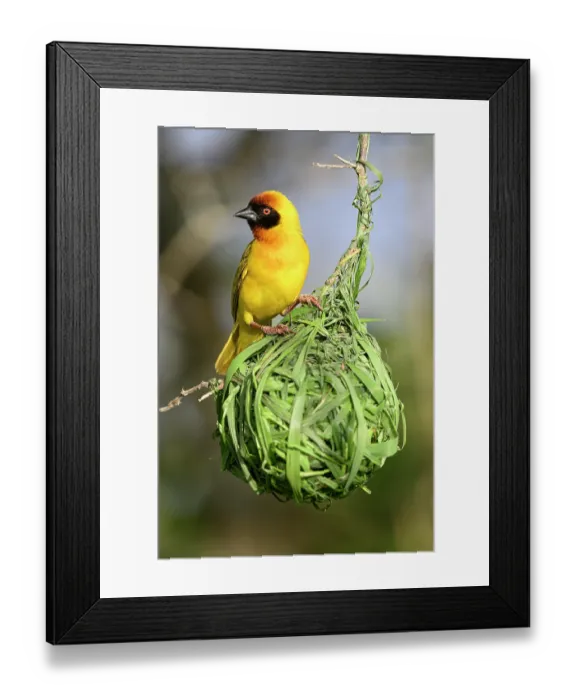 Framed Print : Vitelline masked weaver (Ploceus vitellinus) male, perched on hanging nest, Serengeti / Ngorongoro Conservation Area, Tanzania Framed Print : Vitelline masked weaver (Ploceus vitellinus) male, perched on hanging nest, Serengeti / Ngorongoro Conservation Area, Tanzania