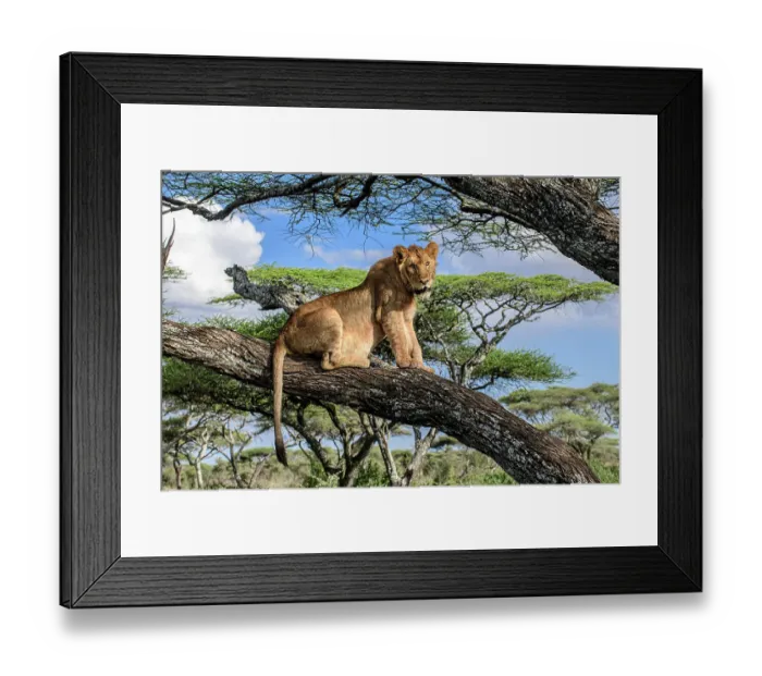 Framed Print : Lion (Panthera leo) male, juvenile, resting in tree during middle of the day to escape the heat, near Ndutu, Ngorongoro Conservation Area / Serengeti National Park border, Tanzania Framed Print : Lion (Panthera leo) male, juvenile, resting in tree during middle of the day to escape the heat, near Ndutu, Ngorongoro Conservation Area / Serengeti National Park border, Tanzania