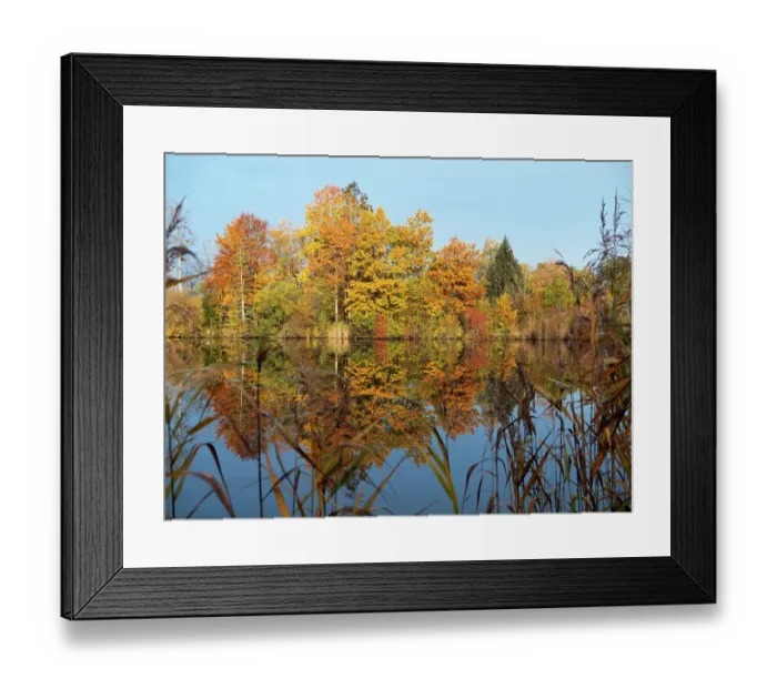 Framed Print : Autumnal trees reflecting in lake, Penzberg, Upper Bavaria, Germany. October, 2020 Framed Print : Autumnal trees reflecting in lake, Penzberg, Upper Bavaria, Germany. October, 2020