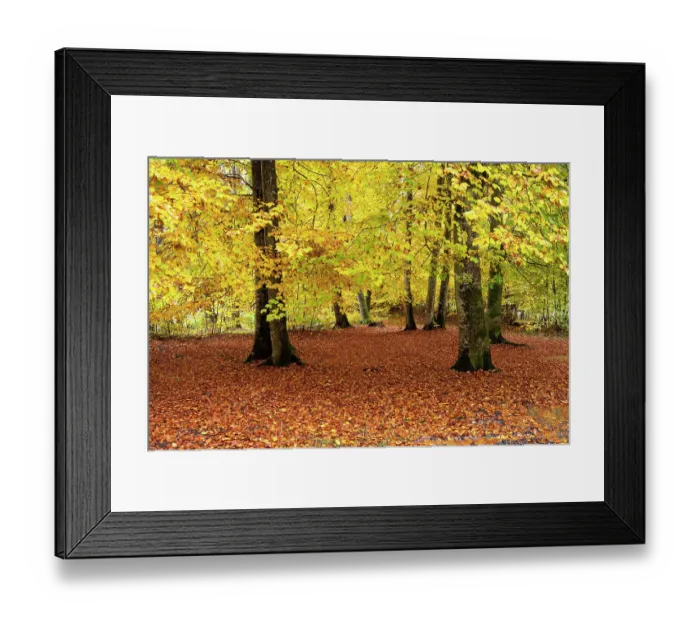 Framed Print : Beech (Fagus sylvatica) trees in autumn woodland, Upper Bavaria, Germany. October Framed Print : Beech (Fagus sylvatica) trees in autumn woodland, Upper Bavaria, Germany. October