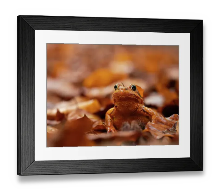 Framed Print : Agile frog (Rana dalmatina) sitting in autumn leaves, Upper Bavaria, Germany. October Framed Print : Agile frog (Rana dalmatina) sitting in autumn leaves, Upper Bavaria, Germany. October